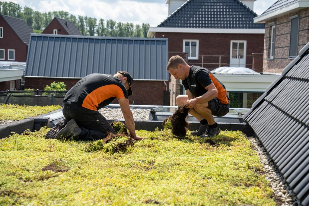 Hoveniers van Greendex leggen een sedumdak aan